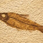 Fossil of fish similar to present
