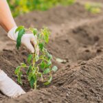 Woman hands in gloves Planting tomato sprouts in the ground