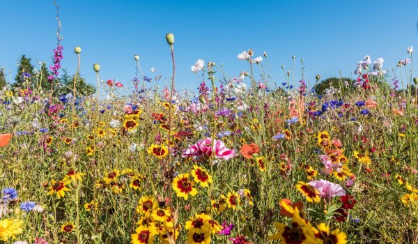 blooming wildflowers in vibrant colors, Holl, Denmark, August 13, 2020