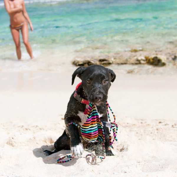 young topless woman chasing a puppy running away with a stolen bikini top at a beach in the Caribbean