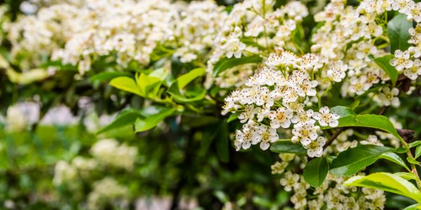 Flowers blooming hedge - Pyracantha coccinea (scarlet firethorn)..