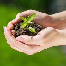 Plant in human hands